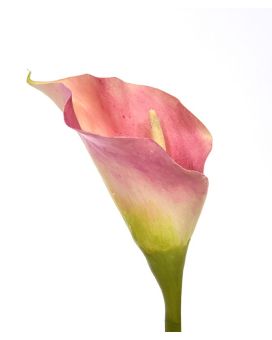 Calla artificial flor de luxo 55 cm rosa