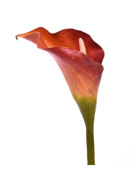 Calla flor artificial deluxe 55 cm laranja