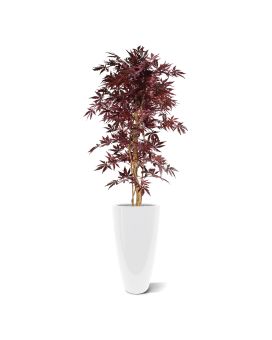 Acer Borgonha 145cm