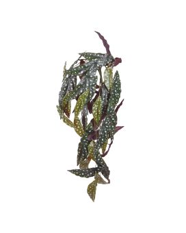 Begonia Maculata Planta de enforcamento artificial 80cm