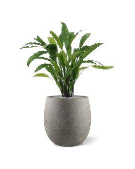 Calathea planta artificial 60cm - verde