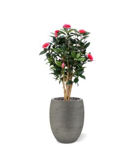 Camelia Japonica Deluxe 100 cm rosa