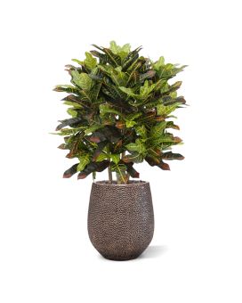 Planta artificial Croton deluxe XL 90cm
