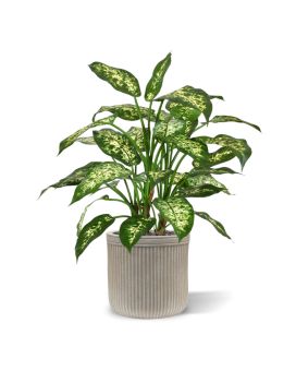 Dieffenbachia deluxe planta artificial 60cm