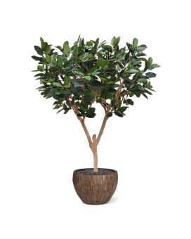 Árvore artificiais Elastica Robusta XL 300cm verde