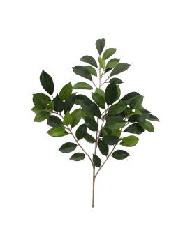 Ficus Folia Branch FR