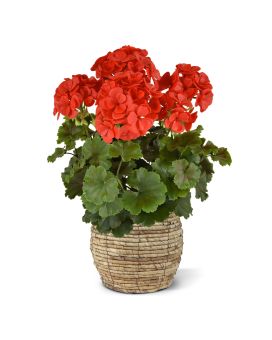 Gerânio PL Boeket XL 40cm Capuz UV