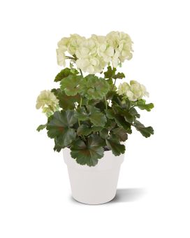 Geranium PL planta artificial 38cm - creme - resistente aos raios UV