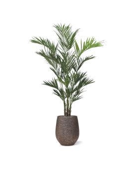 Palma Artificial Kentia XL Deluxe 260 cm