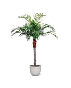 Majestade Palma Gigante 350cm