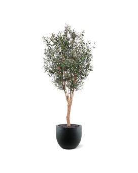 Oliveira Artificial Deluxe 250cm