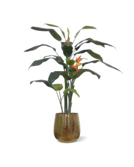 Heliconia Deluxe 175cm