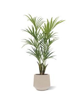 Kentia deluxe palma artificial 165cm