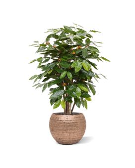 Planta artificial de café arábica 100cm
