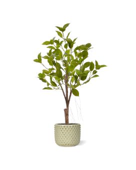 Ficus Natacha Bonsai artificiais 60cm verde