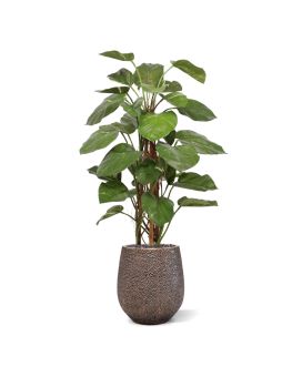 Planta trepadeira Pothos artificiais 125cm Deluxe
