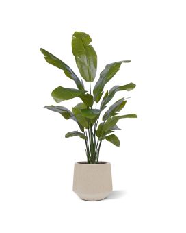 Palmeira-viajante artificiais promo 160cm