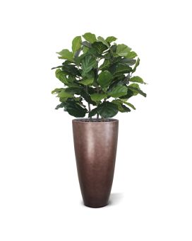 Lyrata deluxe planta artificial 95cm