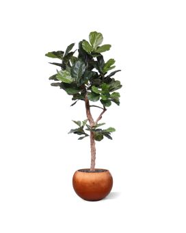 Tronco em Y de árvore Lyrata Deluxe à medida 210cm