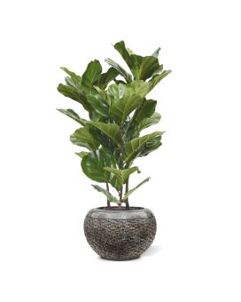 Lyrata planta artificial 95cm