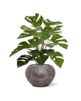 Monstera 50cm na panela