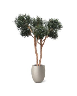 Bonsai de oliveira artificiais de luxo 250cm