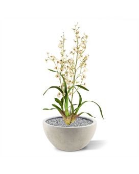 Creme Artificial Oncidium deluxe Orchid 80 cm