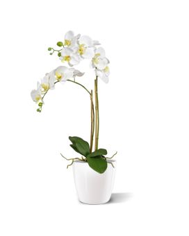 Phalaenopsis x2 em pote 65cm - branco