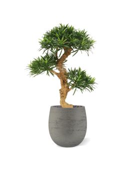 Podocarpus artificial bonsáieiro de luxo sobre base 65cm