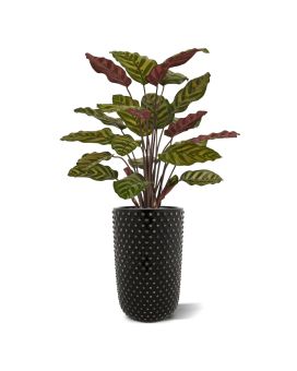 Planta artificial Calathea Makoyana vermelha 60cm