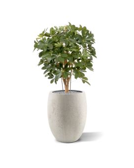 Planta artificial Schefflera 80cm