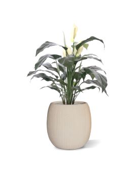 Spathiphyllum deluxe planta artificial 80cm