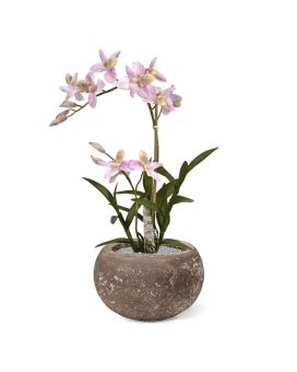 Rosa aranha em vaso 50cm
