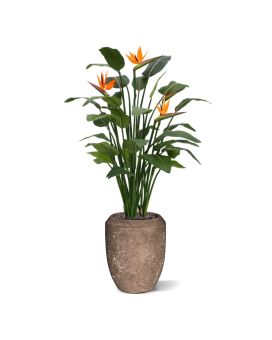 Strelitzia Deluxe 145cm