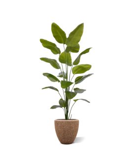 Palmeira artificial de Strelitzia Nicolai 225cm