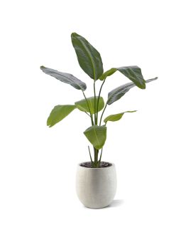 Planta artificiais Strelitzia Nicolai 120cm