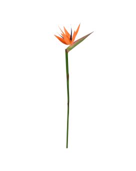 Strelitzia ramo Deluxe 90cm Laranja