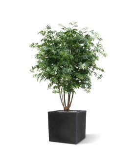 Acer Maple deluxe 165 cm verde
