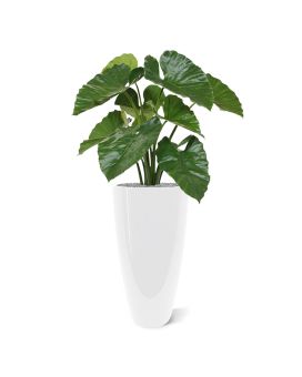 Aroma artificial de Alocasia Calidora 70 cm retardador de fogo
