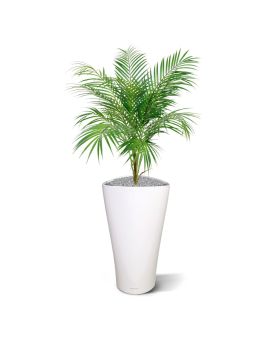 Palma Artificial de Areca 80 cm
