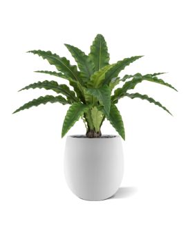 Feto Asplenium RT Artificiais 60cm