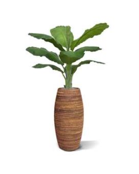Banana Royal 165cm na panela