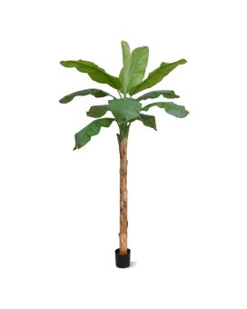 Banana Royal XL 300cm na panela