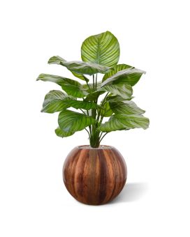 Calathea Fasciata planta artificial 70cm