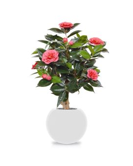 planta artificial Camellia sobre base 65cm - rosa