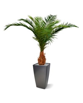 Palma artificial Canarie Phoenix de luxo 210 cm