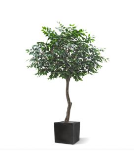Café Artificial Arábica Gigante 320 cm