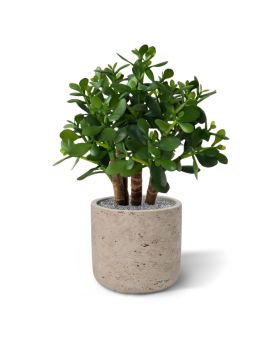 Crassula artificial suculenta 40cm