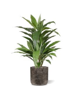 Planta artificial verde Draceana 80cm