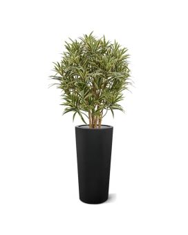 Draceana Reflexa 100cm